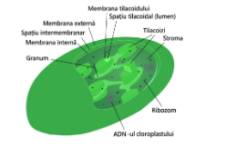Membrana tilacoidului